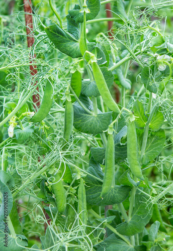 Obraz na płótnie Growing sugar green peas. Sugar snap peas.