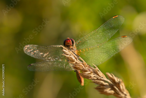Fotografie Red darter dragonfly sitting on a dry blade of grass macro shot.