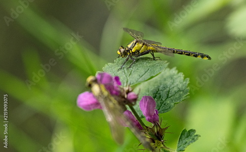 Insect