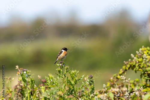 Canvas Print Male European stonechat on a thistle