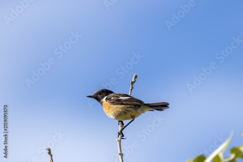 Canvas Print Male European stonechat with an insect against blue sky