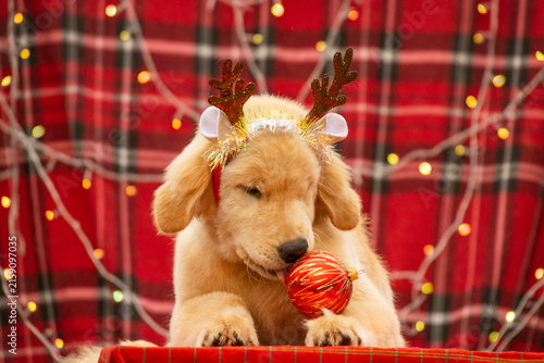 Playful Golden Retriever puppy wearing festive antlers playing with a red Christmas bauble ball on red plaid background with garland.