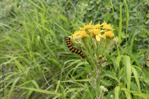 Canvastavla Cinnabar caterpillar feeding on yellow ragwort flower