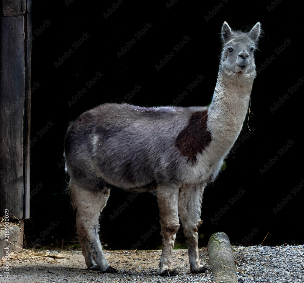 Naklejka premium Grey alpaca at the shed. Latin name - Vicugna pacos