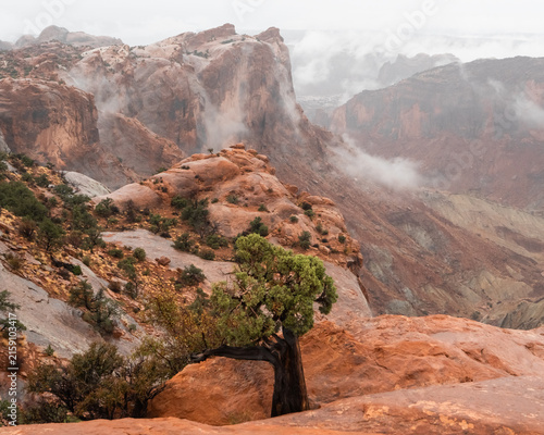 Quadro su tela Lone Juniper Overlooking Canyonlands During Passing Storm