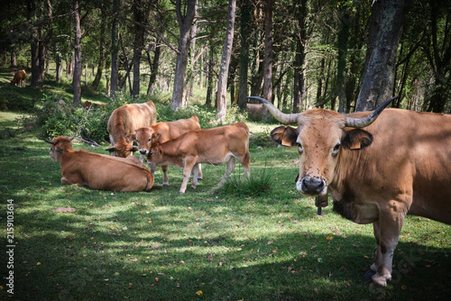 Fotografie Senderismo por Asturias, en el monte Sueve