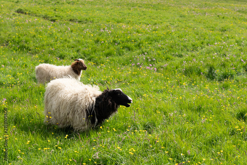 Sheeps in Flower and Grass Field in Summer