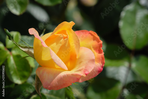 Rosa Amarillo Anaranjada que evoca tranquilidad y relajación