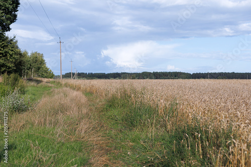 Rural path between a ripening cereal field and wild grass under a cloudy summer sky. Concept of agriculture, countryside landscape and seasonal farming.
