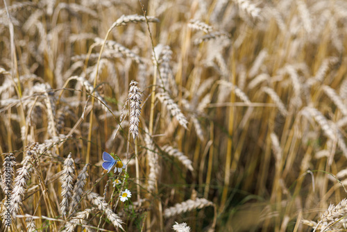 Common blue butterfly Polyommatus icarus resting among ripe cereal ears in a summer field. Concept of farmland biodiversity, wildlife and coexistence of agriculture and nature.