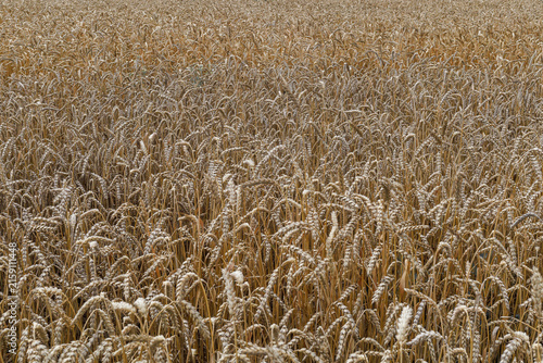 Ripe golden cereal field ready for harvest in summer. Concept of food production, agricultural productivity and harvest season.