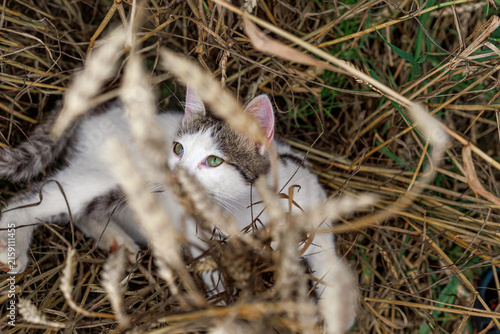 Curious domestic cat looking through dry grass and cereal plants outdoors. Concept of curiosity, exploration, animal behavior and rural life.