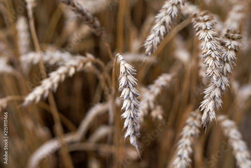 Close-up of ripe wheat ears Triticum aestivum in a golden field before harvest. Concept of crop maturity, grain quality and agricultural production.