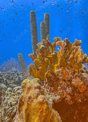 Fotografía Caribbean coral garden, underwater Bonaire