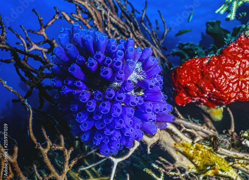 Fotografía Tunicate on coral reef, underwater