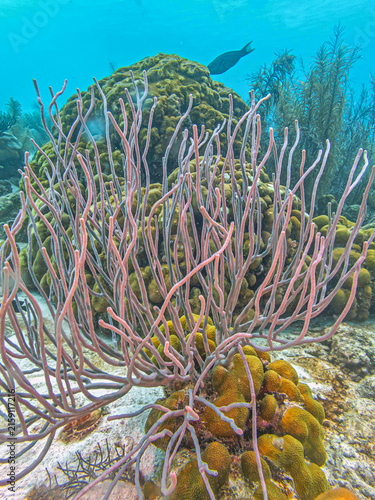 Caribbean coral garden, underwater Bonaire