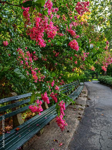 Central Park summer with flowers in bloom