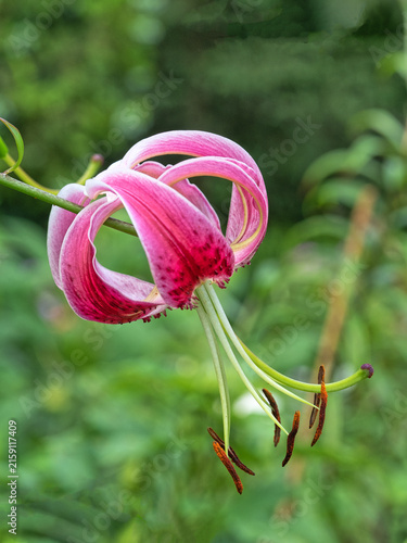 Stargazer lily with water drops in garden