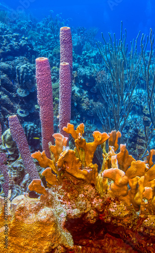 Caribbean coral garden, underwater Bonaire