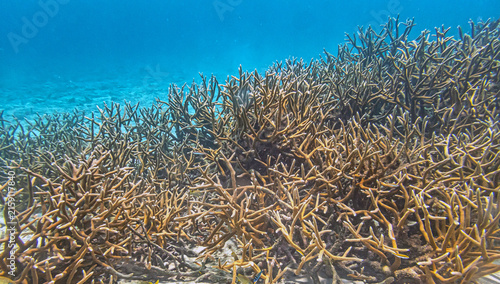 Caribbean coral garden, underwater Bonaire