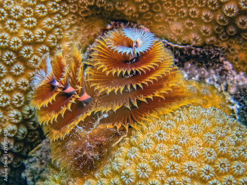 Spirobranchus giganteus, Christmas tree worms