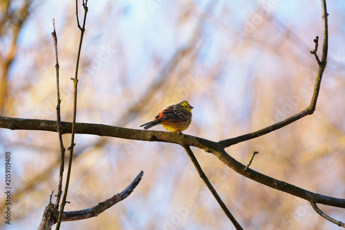 Foto Colorful Yellowhammer (Emberiza citrinella) perched on bare branch against a sof