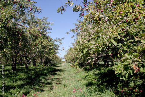 Apple orchard with ripe trees