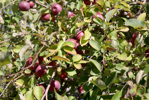 Apple orchard with ripe trees