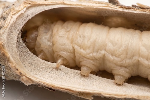 Cutaway macro showing the soft abdomen of a bagworm inside its silk case
