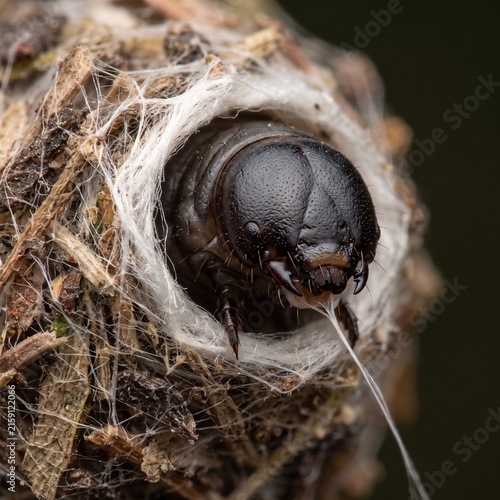 Frontal extreme macro of a bagworm caterpillar head spinning silk