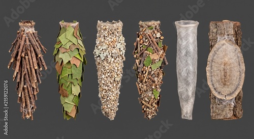 Collection of different bagworm moth cases made from natural materials