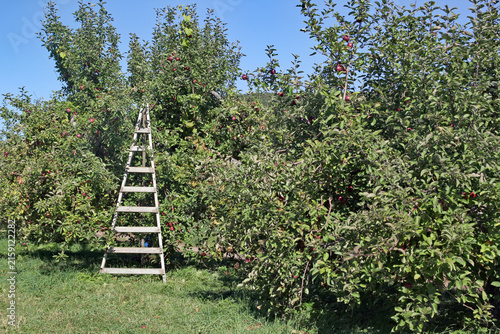 Apple orchard with ripe trees