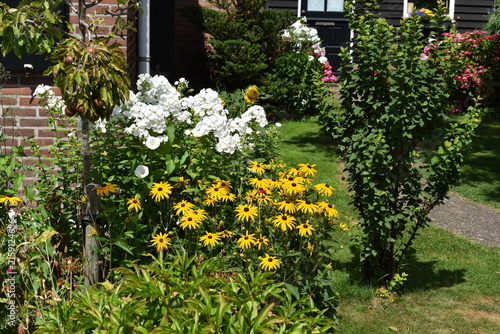 Cuadro en lienzo Blooming black eyed susan and white phlox flowers in neat cottage garden