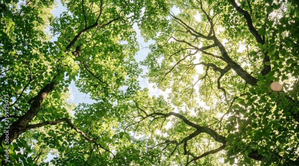 Fototapeta premium Low angle view of vibrant green canopy with sunlight filtering through leaves.