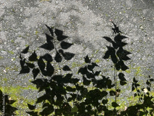 Leaf Shadows Cast on Asphalt Pavement