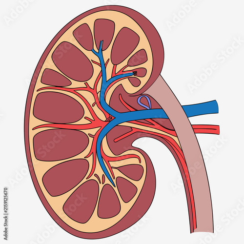 Detailed anatomical cross section vector illustration of human kidney system