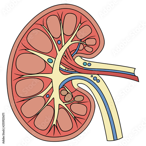 Cross section diagram of human kidney showing internal renal anatomy and vessels