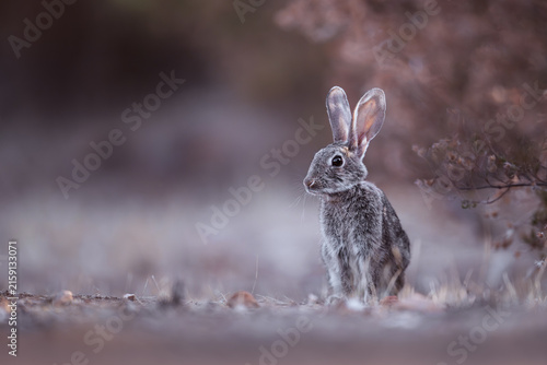 Cuadro en lienzo isolated rabbit in the woods in wonderful pink light