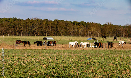 Cuadro en lienzo Herd of horses in a large countryside pasture