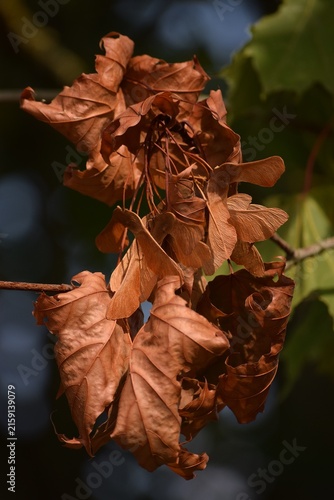 dried Maple cluster