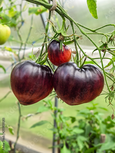 Принти на полотні Dark purple heirloom tomatoes ripening on vine in greenhouse