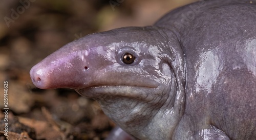 Extreme macro portrait of a purple frog highlighting its pointed snout