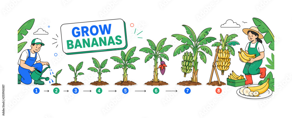 Fototapeta premium Banana Plant Lifecycle — clean editorial banner showing 8 natural stages from banana shoot and leaf growth to flower, bunch development, support staking, harvesting, ripening, and sliced fruit, with 2