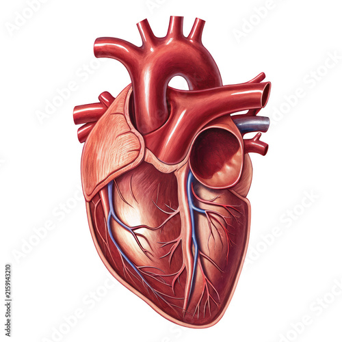 Detailed 3 d model of a human heart with arteries and veins isolated on white background 3d model anatomy