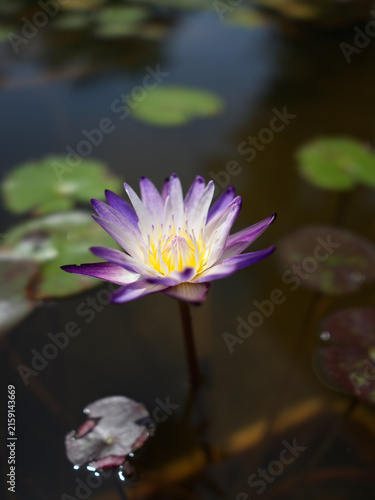 Fotografía A purple water lily blossom on a pond, Thailand