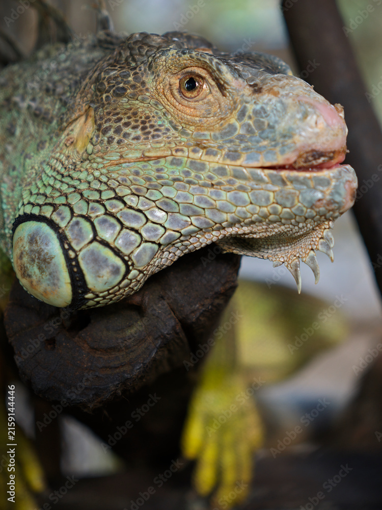 Fototapeta premium A green iguana head close-up, Thailand