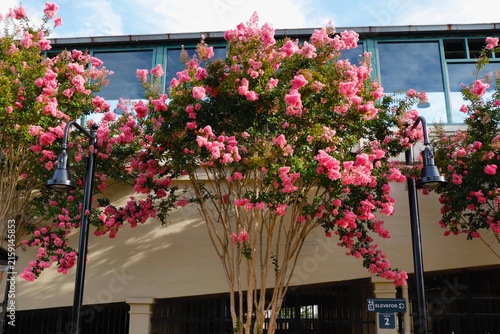 Crepe Myrtles at the Fredericksburg train station