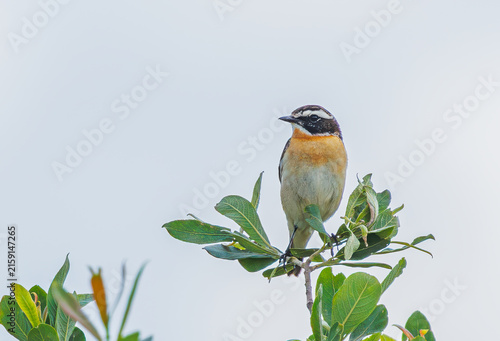 Whinchat - Saxicola rubetra in its natural habitat