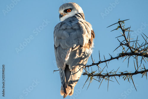Fotografie Black-winged kite bird of prey looking back on thorny branch