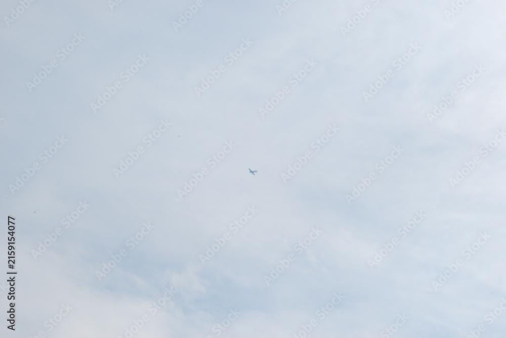 Fototapeta premium birds in the sky